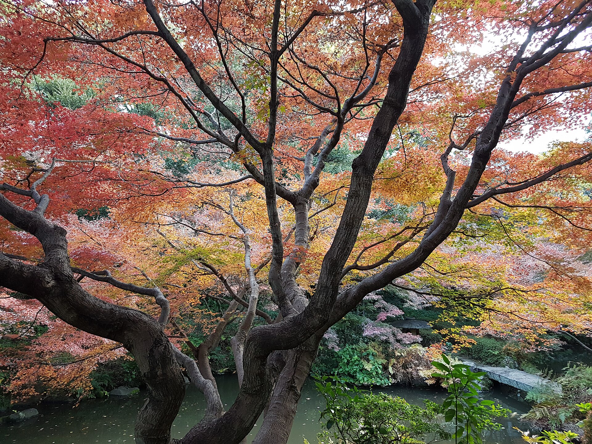 秋の池田山公園を彩る紅葉と石橋
