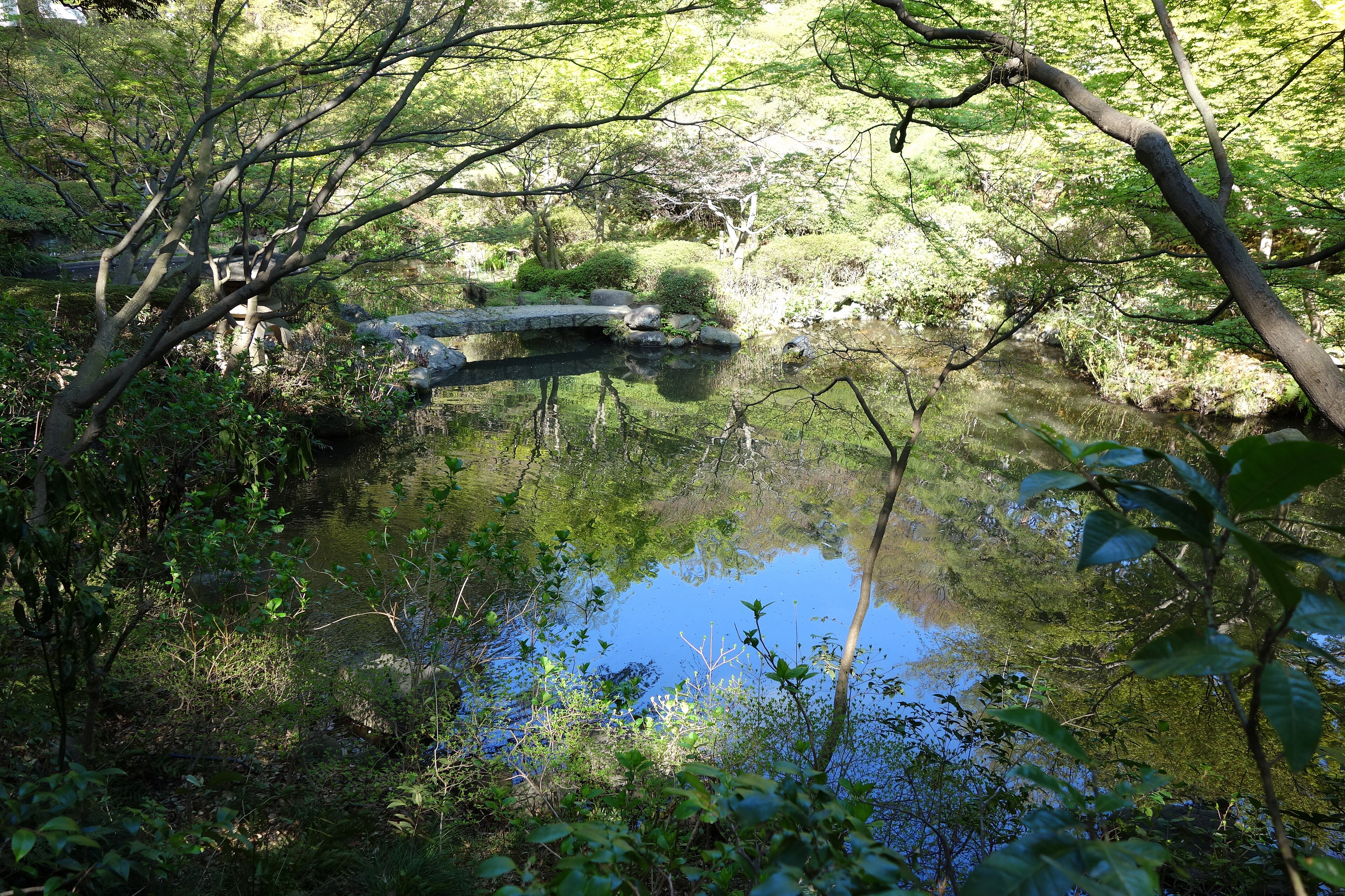 新緑の枝に囲まれた池田山公園の池と石橋